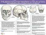 Cranial Bones & Sutures Reference Chart - <font color = "red">Spanish</font>